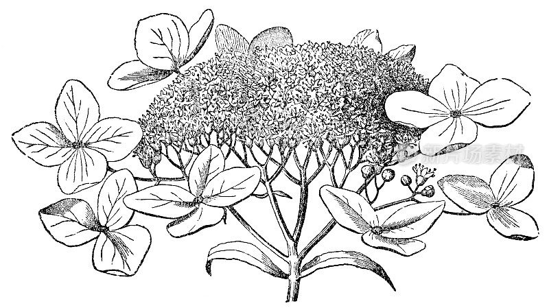 野生绣球花(hydroangea Arborescens)聚伞花序- 19世纪